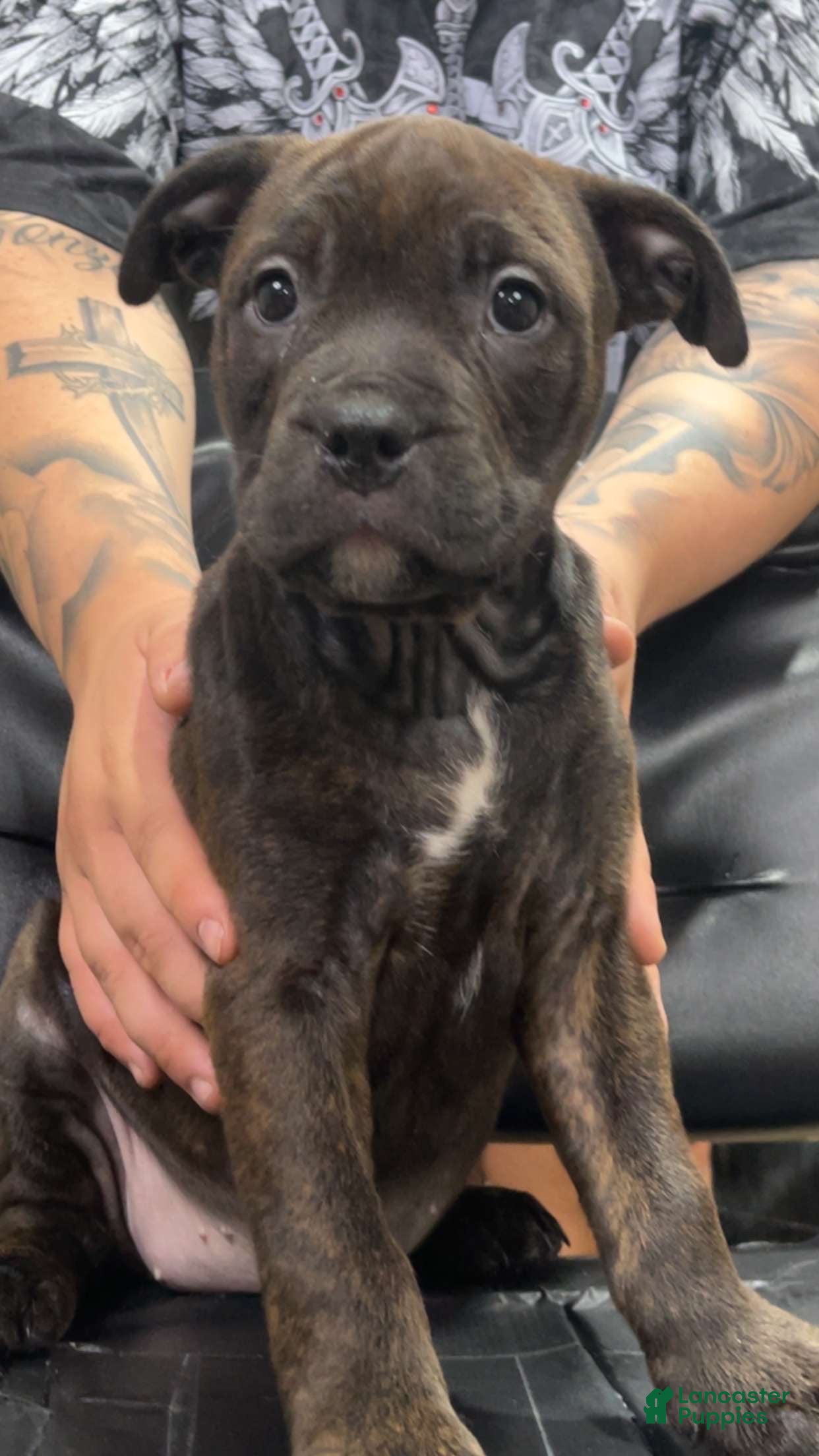 Mixed Breed dogs Rosie  - Ad 1
