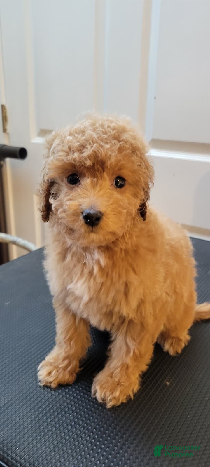 Mini Goldendoodle dogs Mini Goldendoodle Puppy 2 - Ad 3