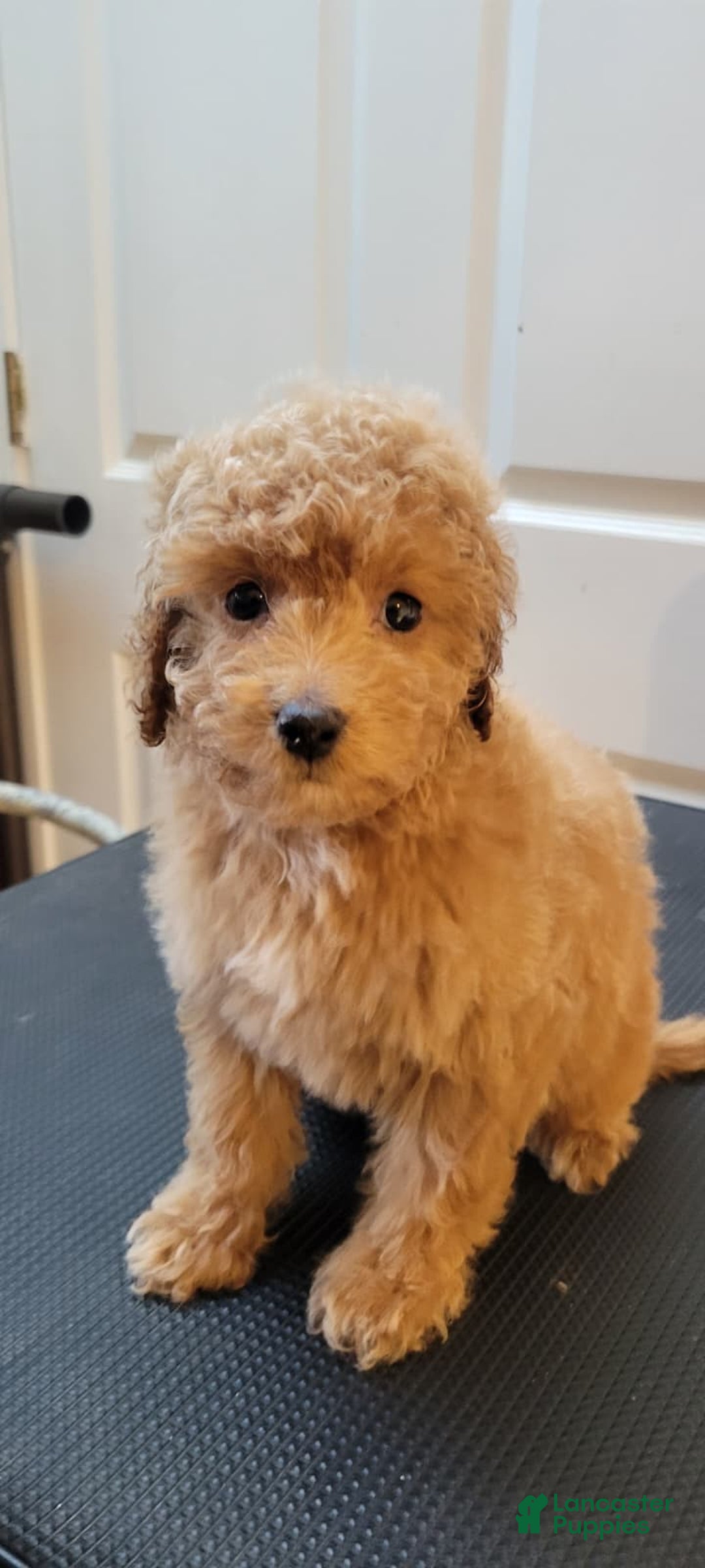 Mini Goldendoodle dogs for sale: Mini Goldendoodle Puppy 2 - Ad 1