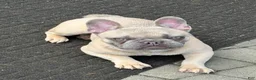 French Bulldog dogs for sale: Zina - Ad 5