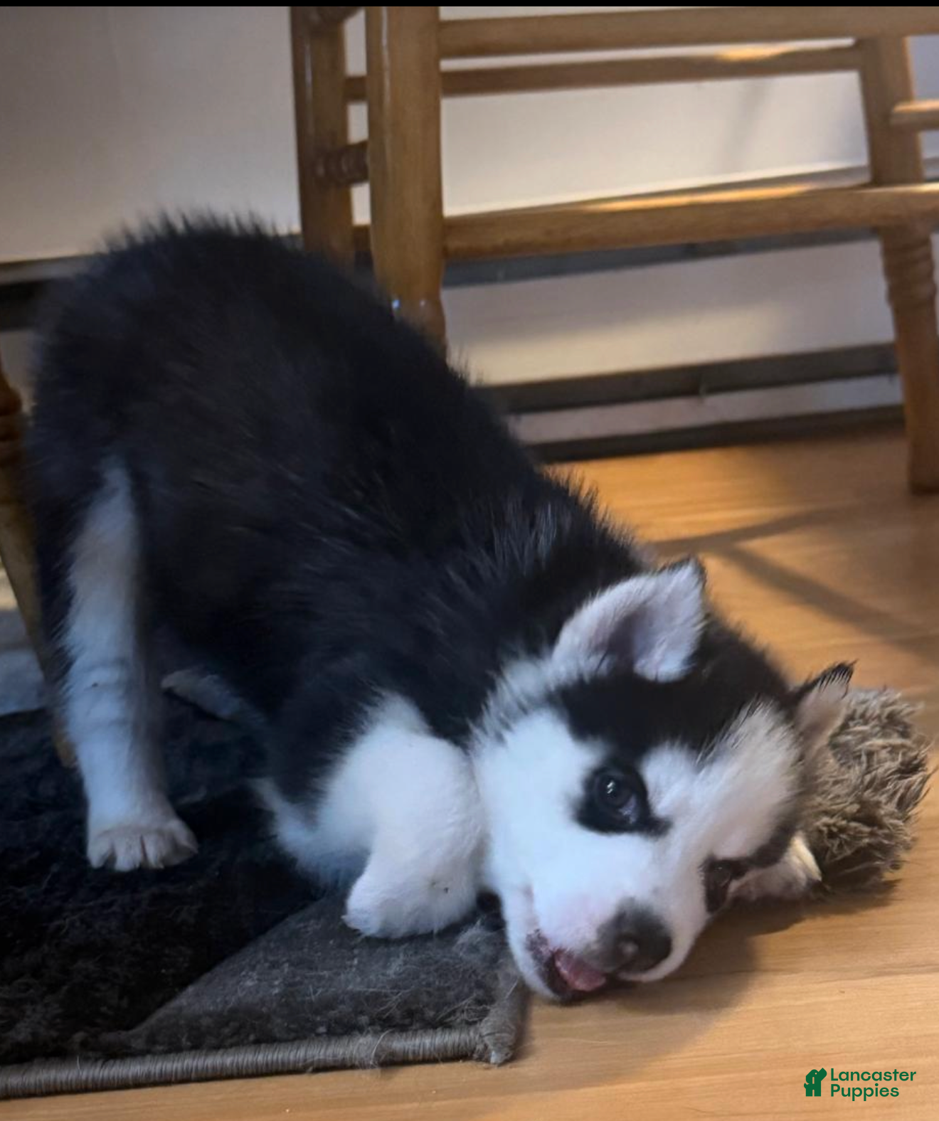 Siberian Husky dogs for sale: Bandit - Ad 3