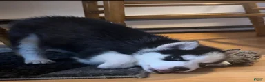 Bandit