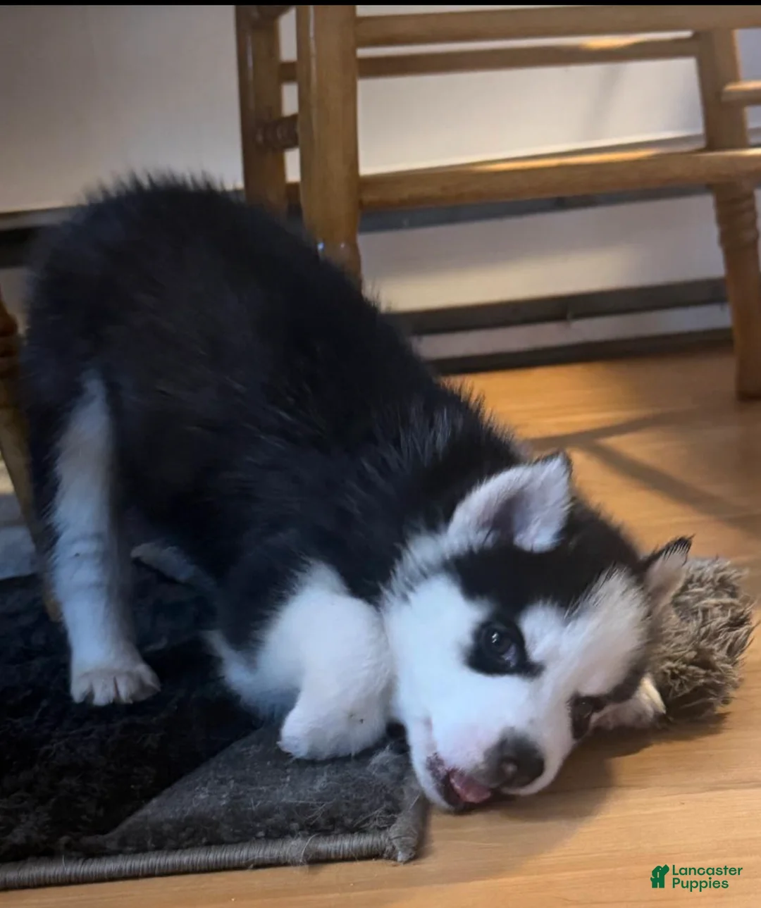 Siberian Husky dogs for sale: Bandit - Ad 1