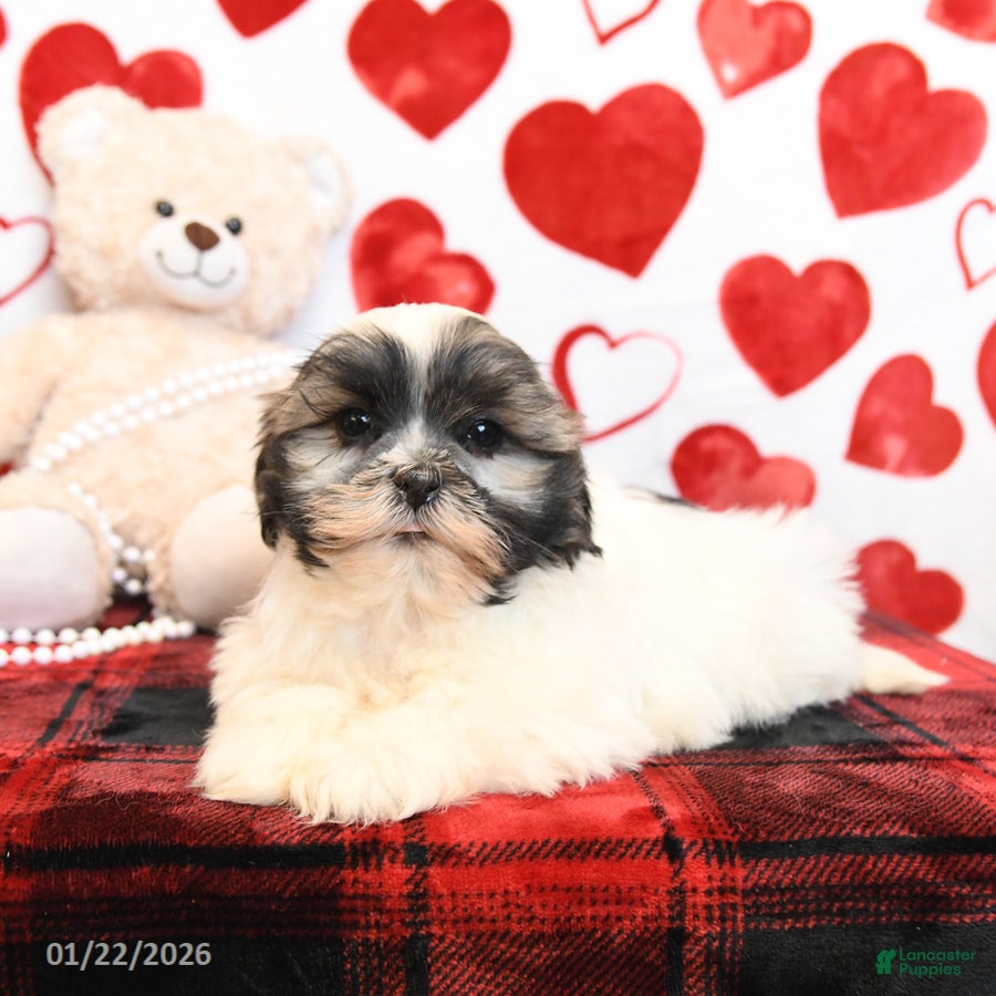 Malshi dogs Milo - Ad 2