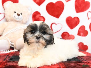 Malshi dogs Milo - Ad 2