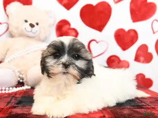 Malshi dogs Milo - Ad 7