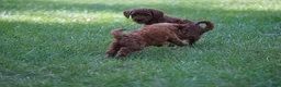 Irish Doodle dogs for sale: Alex - Ad 3