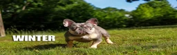 French Bulldog dogs for sale: Espresso - Ad 3