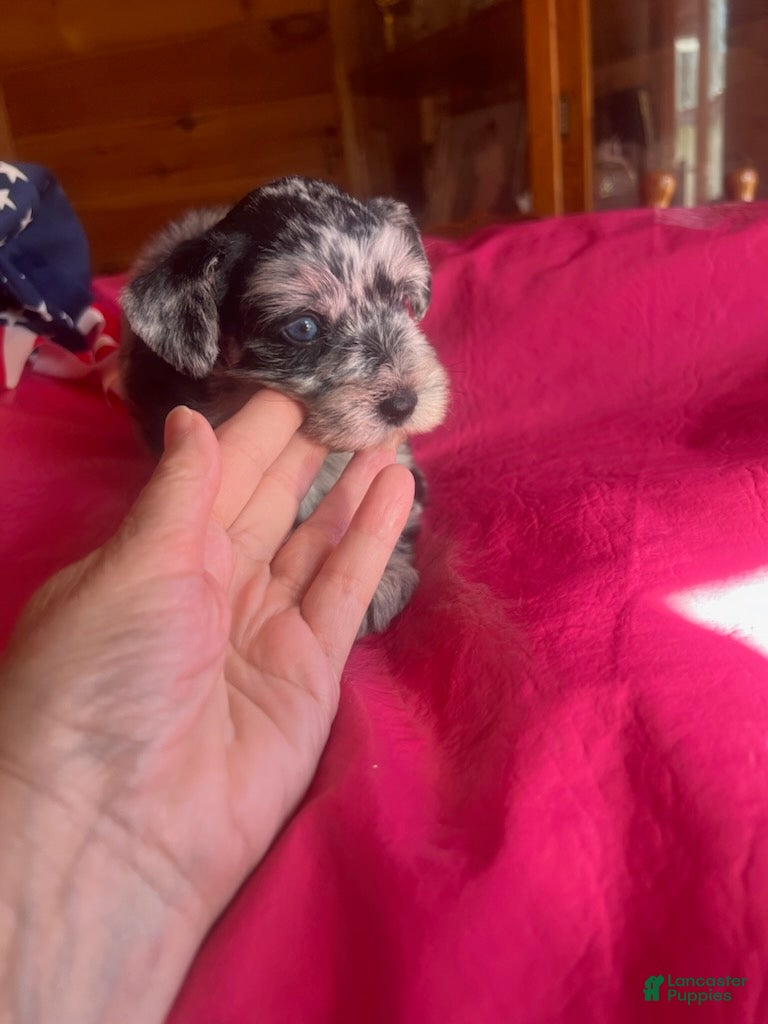 Miniature Schnauzer dogs for sale: Luna (Merle) - Ad 1