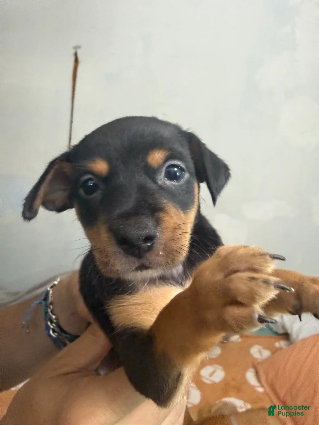 Mixed Breed dogs for sale: Mixed Breed 2 - Ad 2