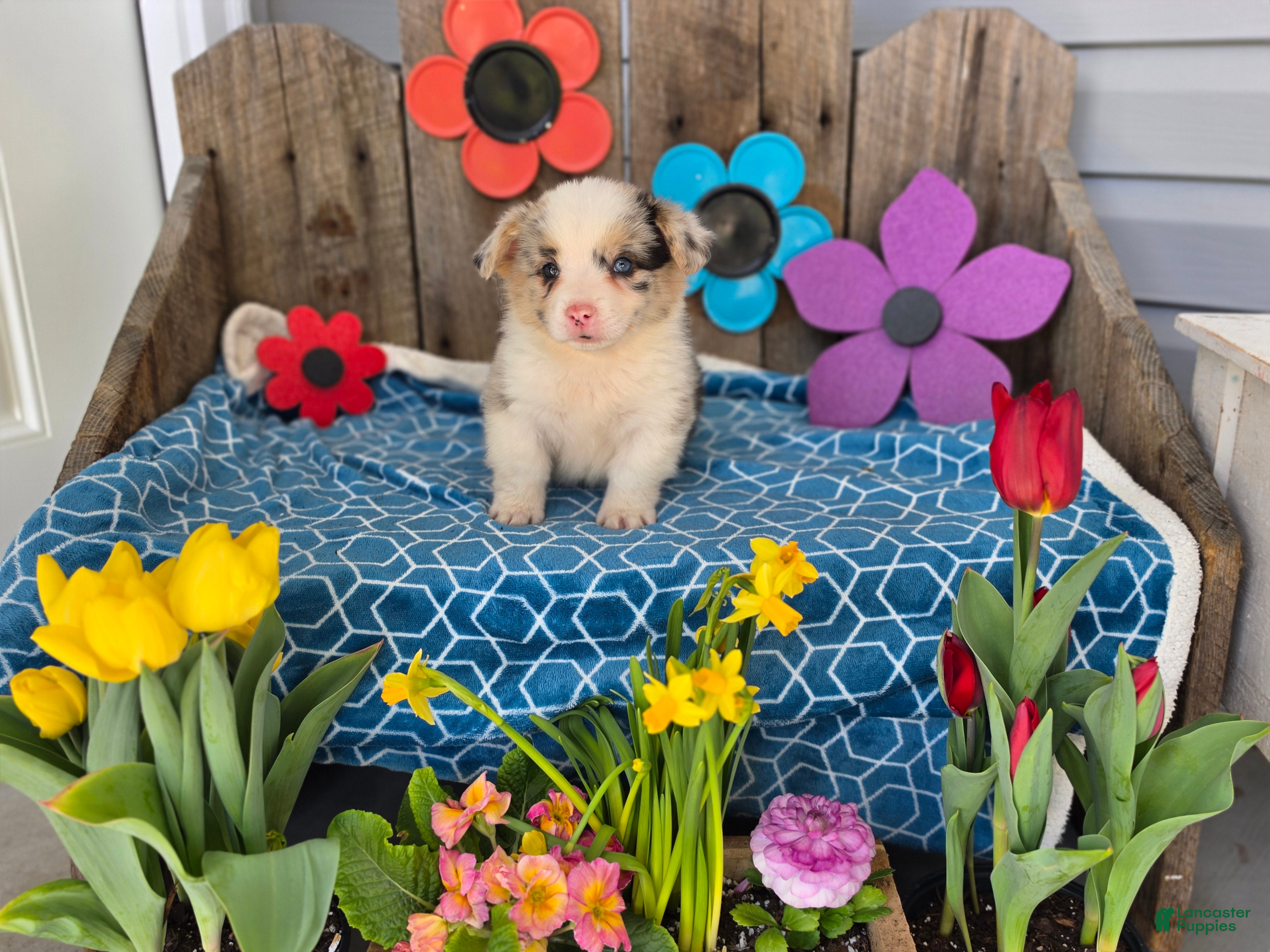 Welsh Corgi Pembroke dogs Winston  - Ad 1