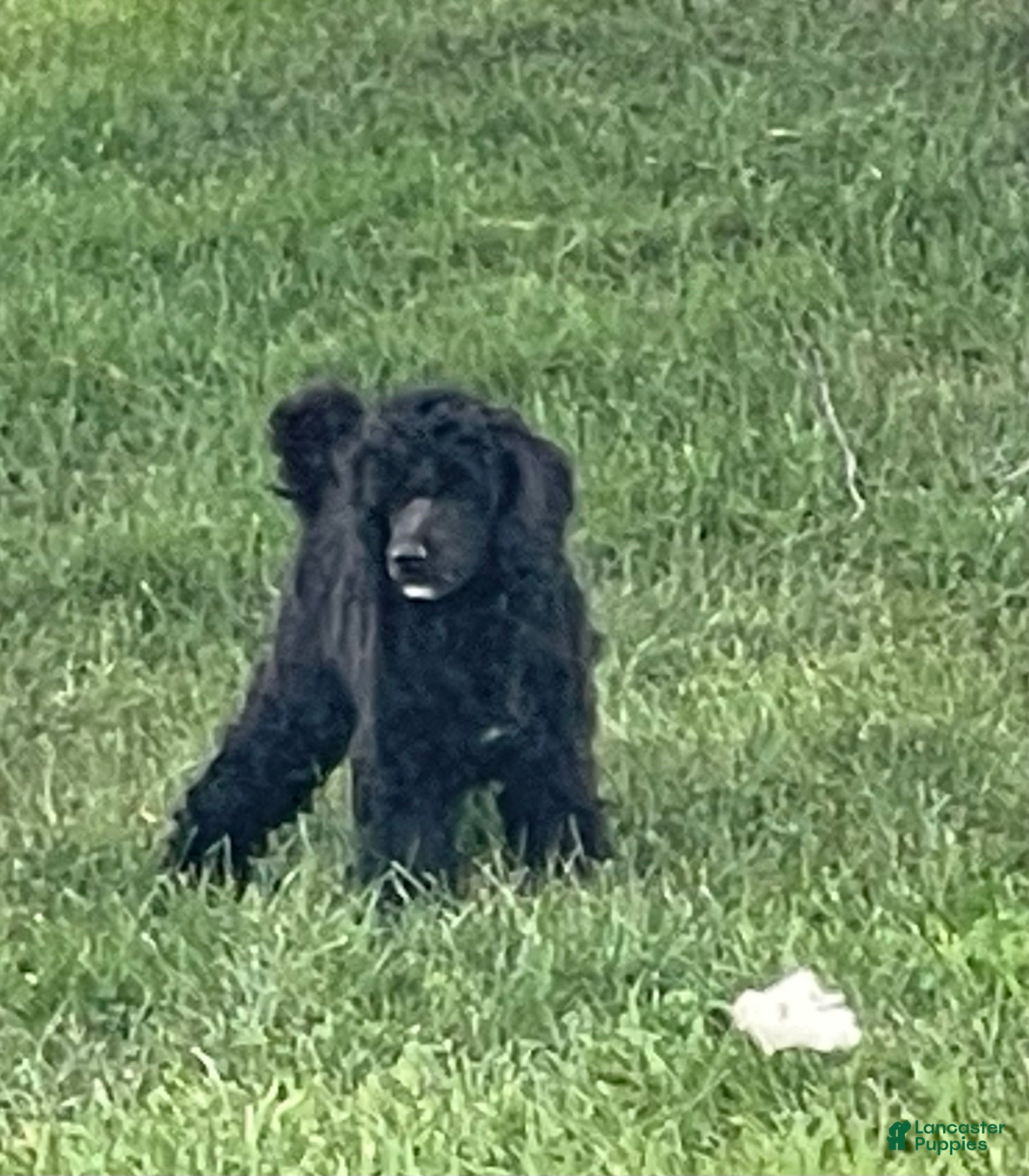 Miniature Poodle dogs Whit - Ad 2