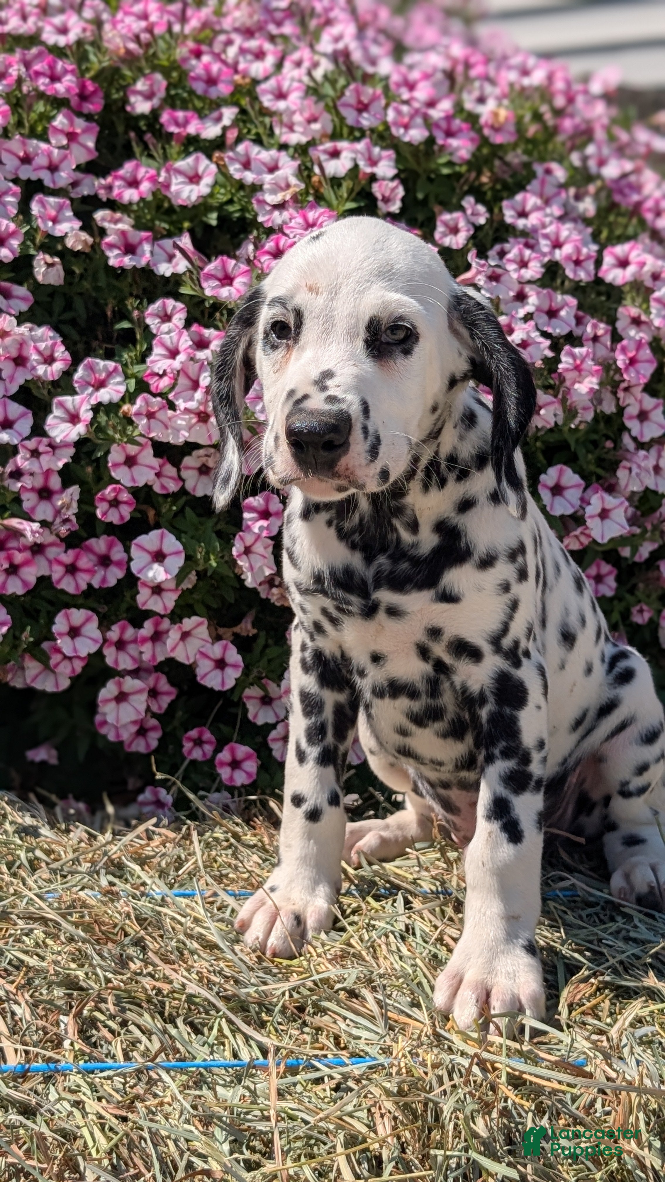 Dalmatian dogs Oliver - Ad 2