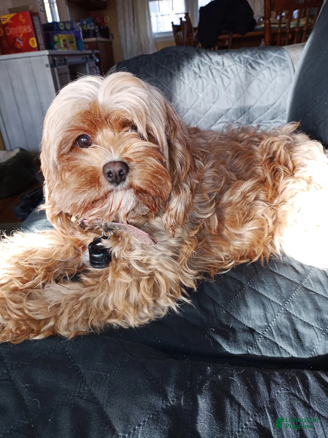 Cavapoo dogs for sale: Beanie - Ad 4