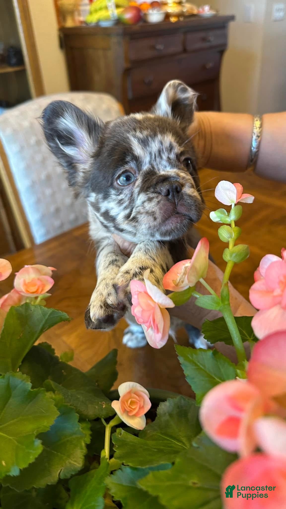 French Bulldog dogs French Bulldog Puppy 2 - Ad 18
