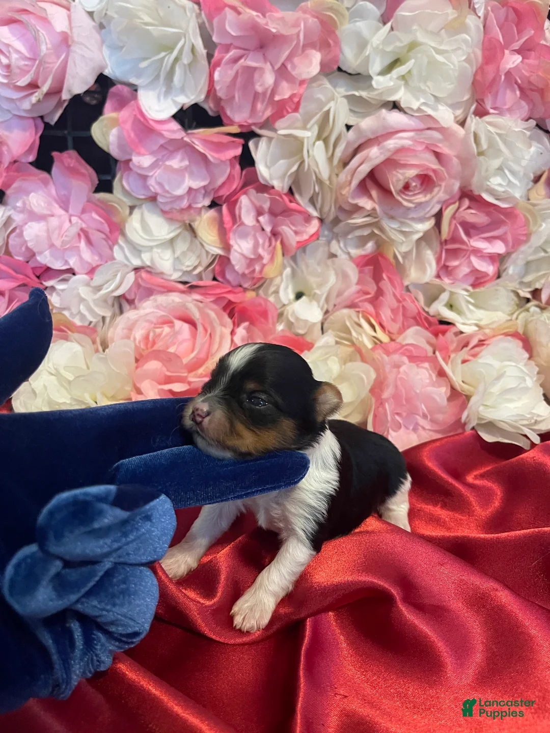 Yorkshire Terrier dogs for sale: Fudge - Ad 3