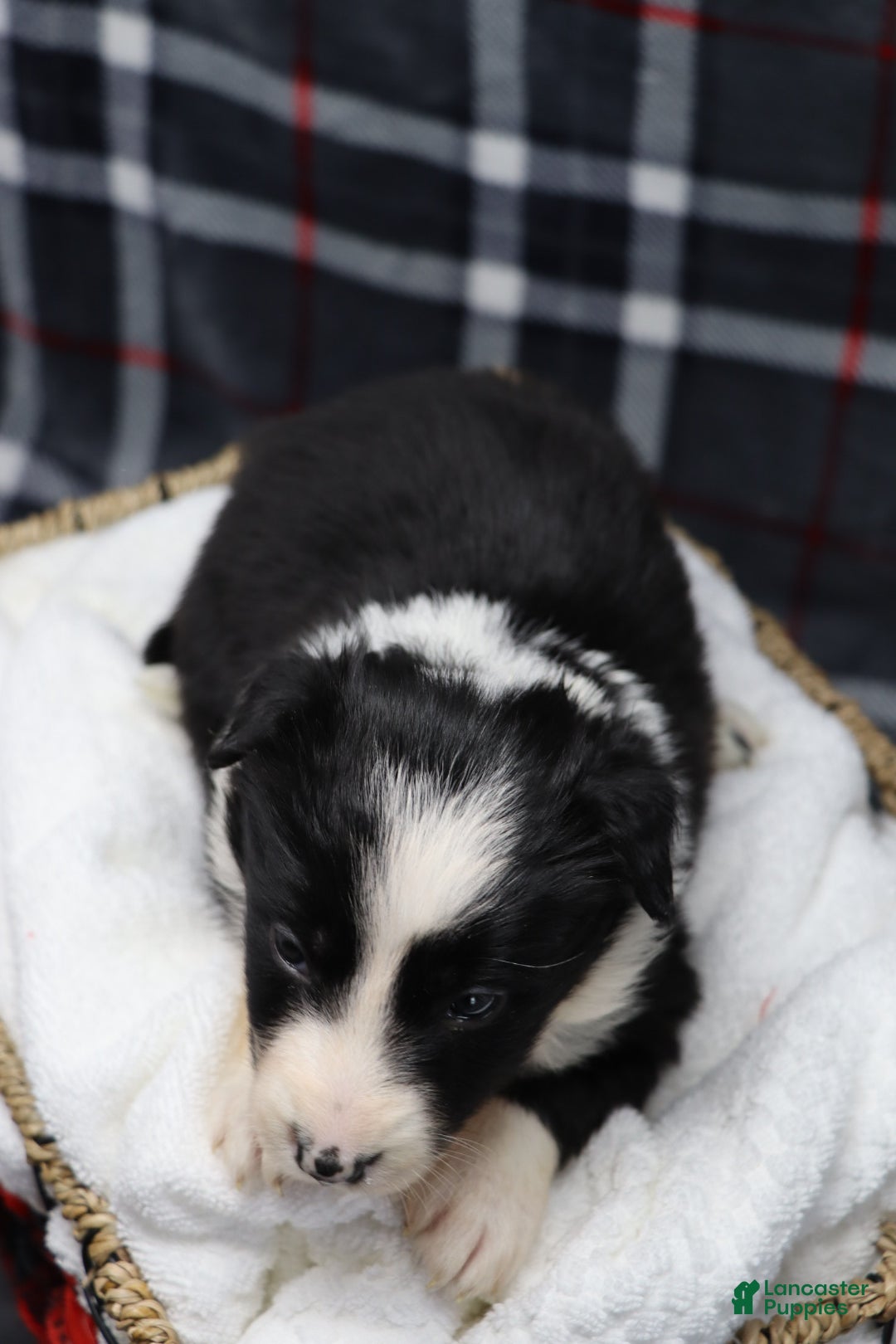 Border Collie dogs for sale:  hope - Ad 4