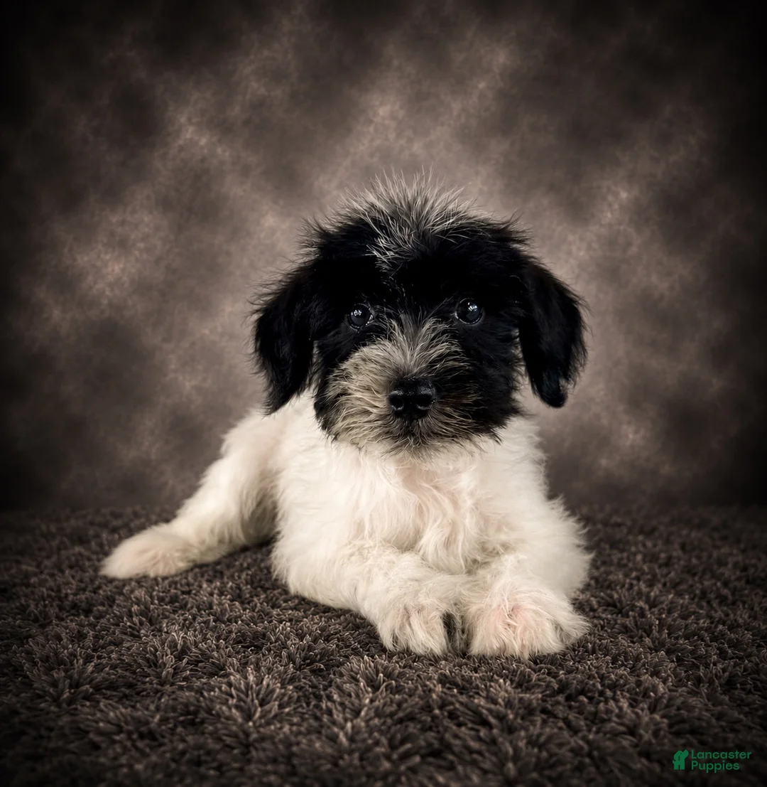 Miniature Schnauzer dogs for sale: AKC Skye - Ad 2