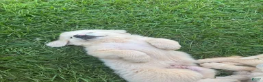 Great Pyrenees 1