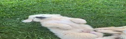 Great Pyrenees dogs for sale: Great Pyrenees 1 - Ad 1