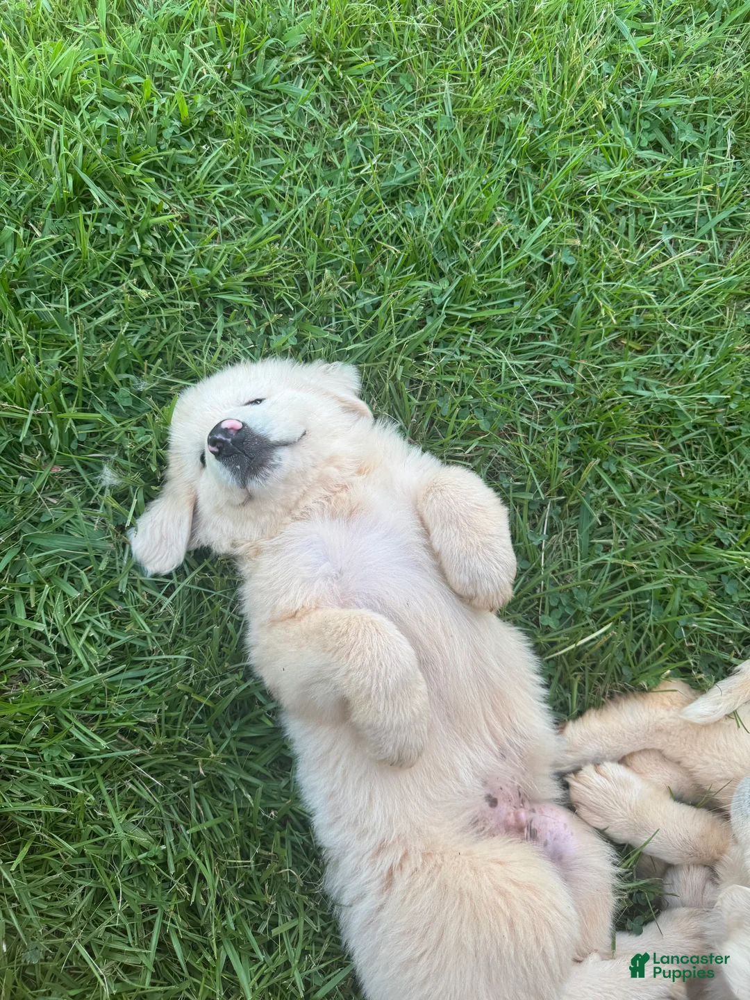 Great Pyrenees dogs for sale: Great Pyrenees 1 - Ad 1