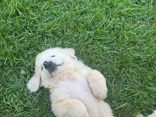 Great Pyrenees dogs Great Pyrenees 1 - Ad 41