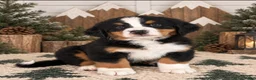 Bernese Mountain Dog dogs for sale: Everest - Dark Green Boy - Ad 2