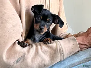 Mixed Breed dogs Mixed Breed Puppy 2 - Ad 7