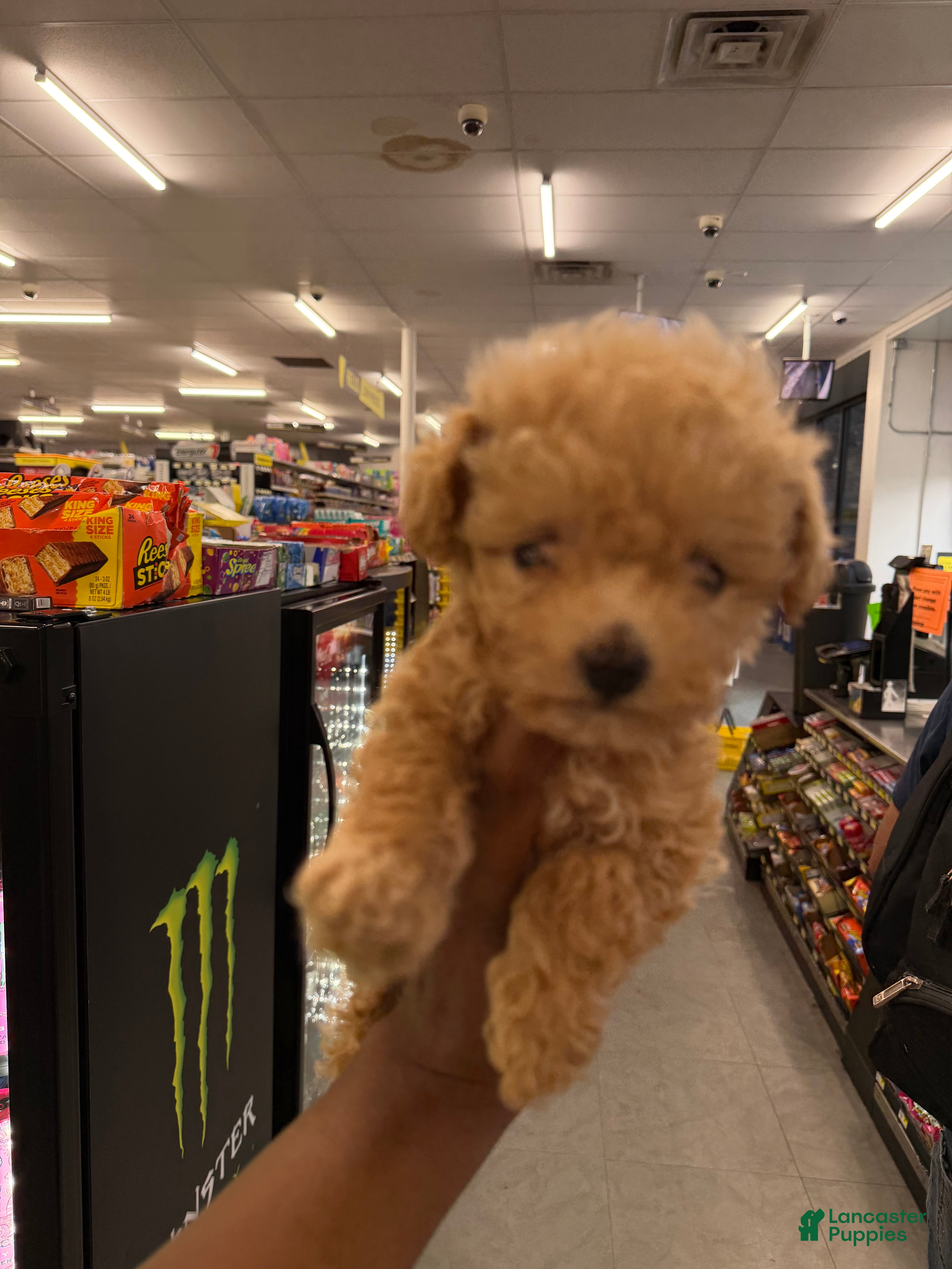 Bichpoo dogs Teacup Rihanna🐾❤️ - Ad 1