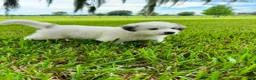Great Pyrenees dogs for sale: Dark Blue Boy - Ad 3