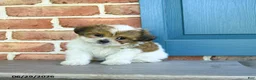 Teddy Bear dogs for sale: Sandy - Ad 2