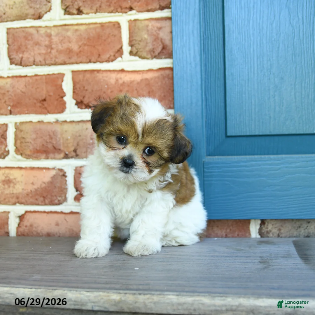 Teddy Bear dogs for sale: Sandy - Ad 2