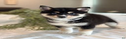 Pomsky dogs for sale: Flash Pomsky Puppy 1 - Ad 6