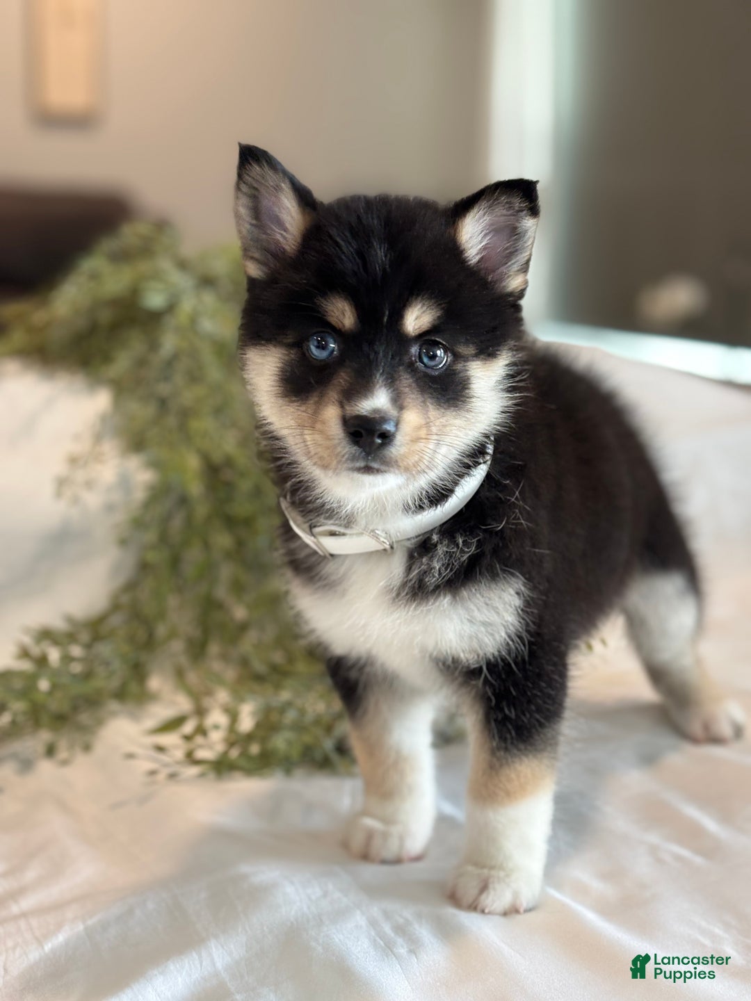 Pomsky dogs for sale: Flash Pomsky Puppy 1 - Ad 6