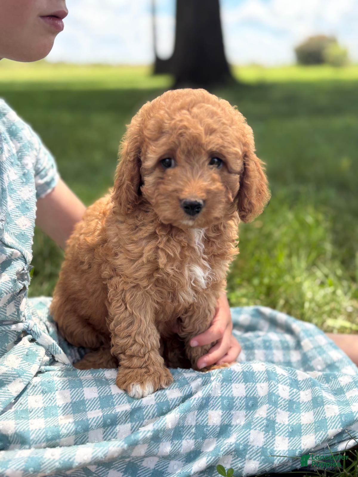 Cavapoo dogs Rose - Ad 2