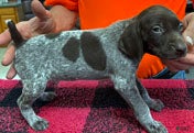 German Shorthaired Pointer dogs German Shorthaired Pointer Puppy 5 - Ad 1