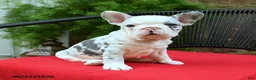 French Bulldog dogs for sale: Christine - Ad 3