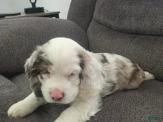 Cocker Spaniel dogs Cocker Spaniel 2 - Ad 32