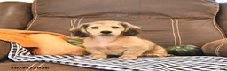 Miniature Dachshund dogs for sale: Mike - Ad 3