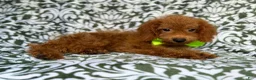 Cockapoo dogs for sale: Prince - Ad 8