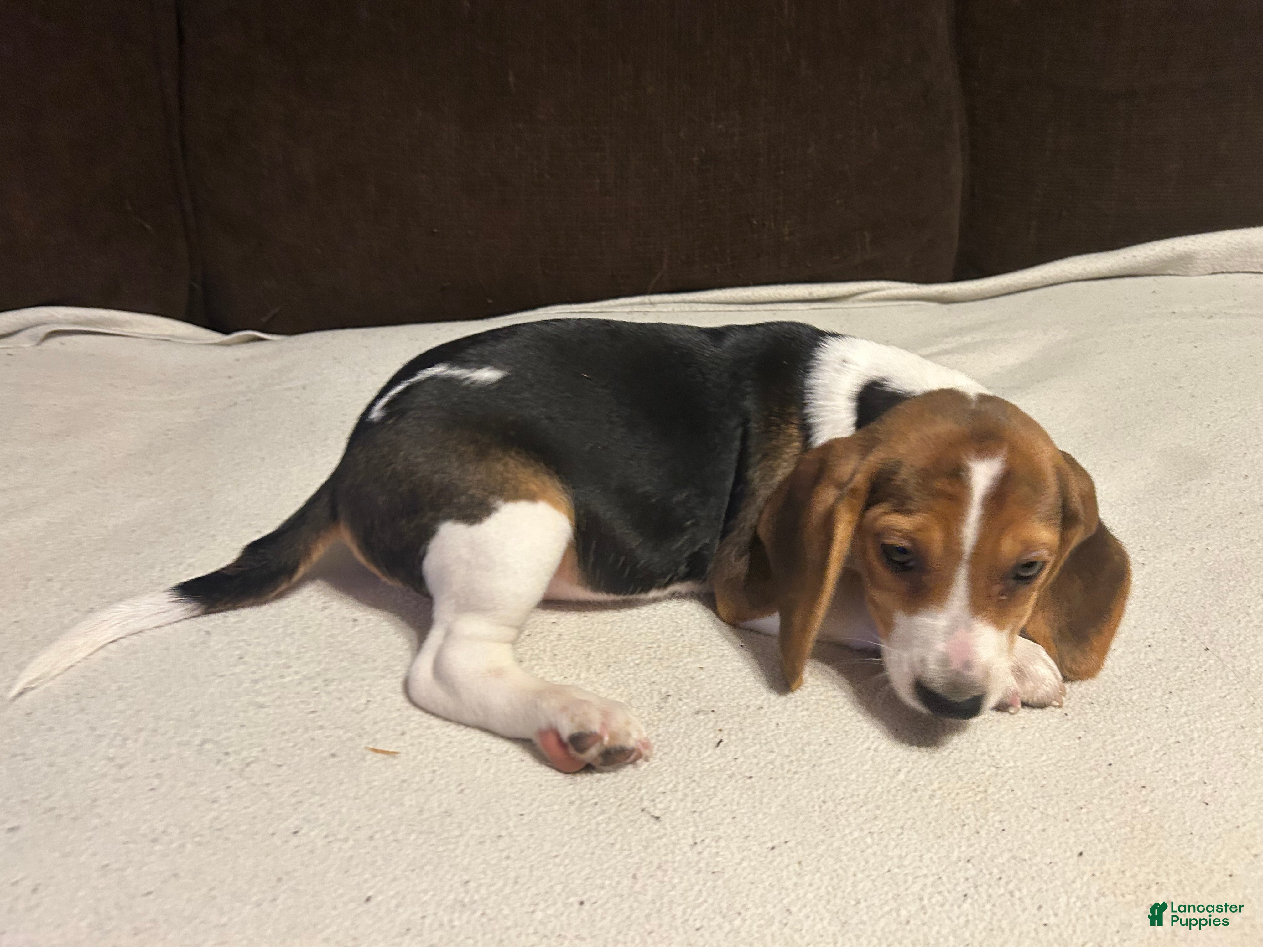 Beagle dogs Beagle 3 - Ad 26