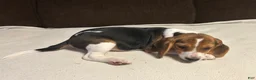 Beagle dogs for sale: Beagle 3 - Ad 1