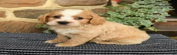 Cockapoo dogs for sale: Maxwell - Ad 4