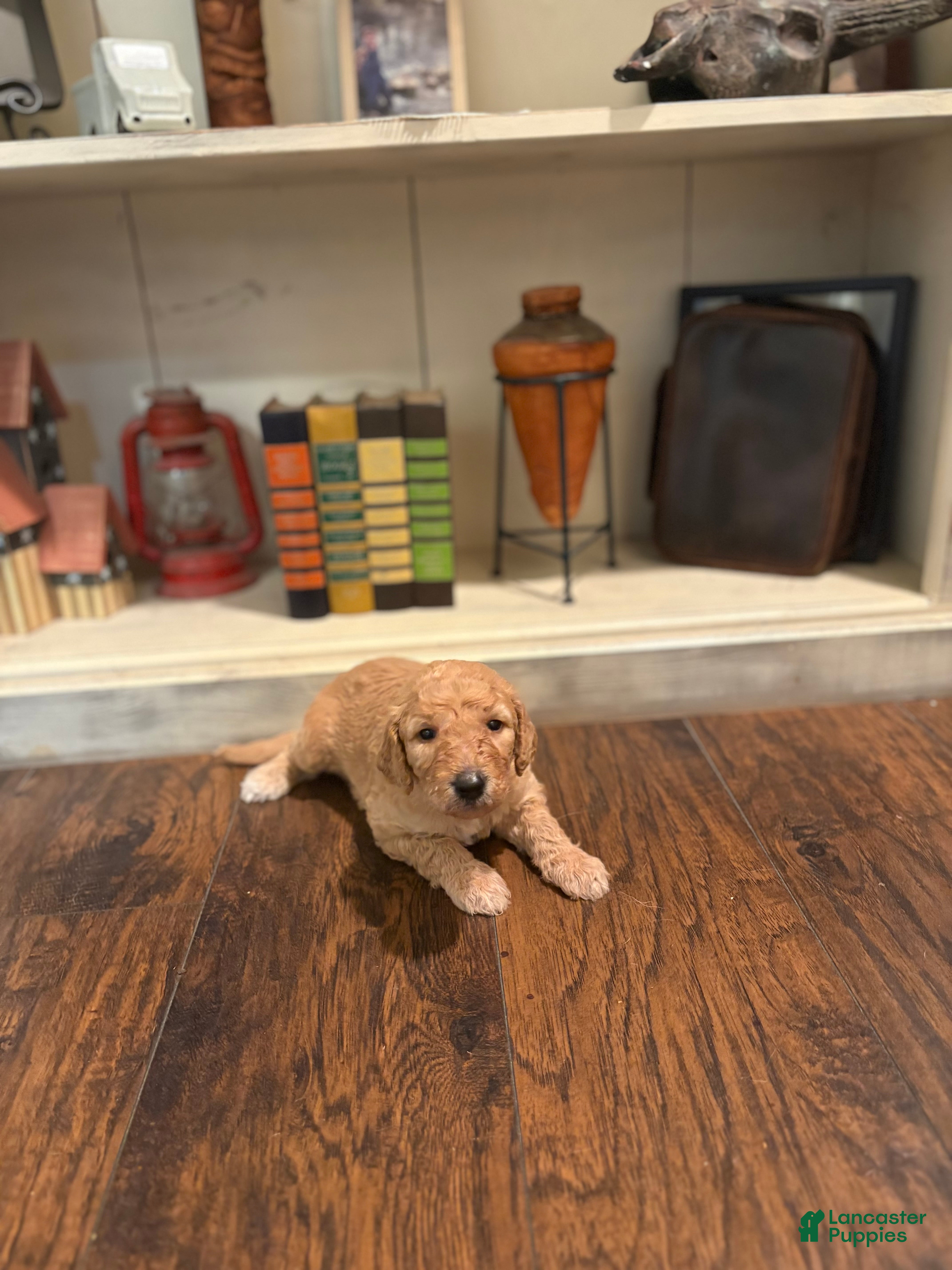 Goldendoodle dogs Goldendoodle Puppy 6 - Ad 31