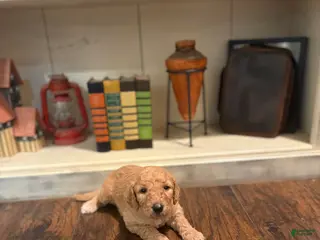 Goldendoodle dogs Goldendoodle Puppy 6 - Ad 31