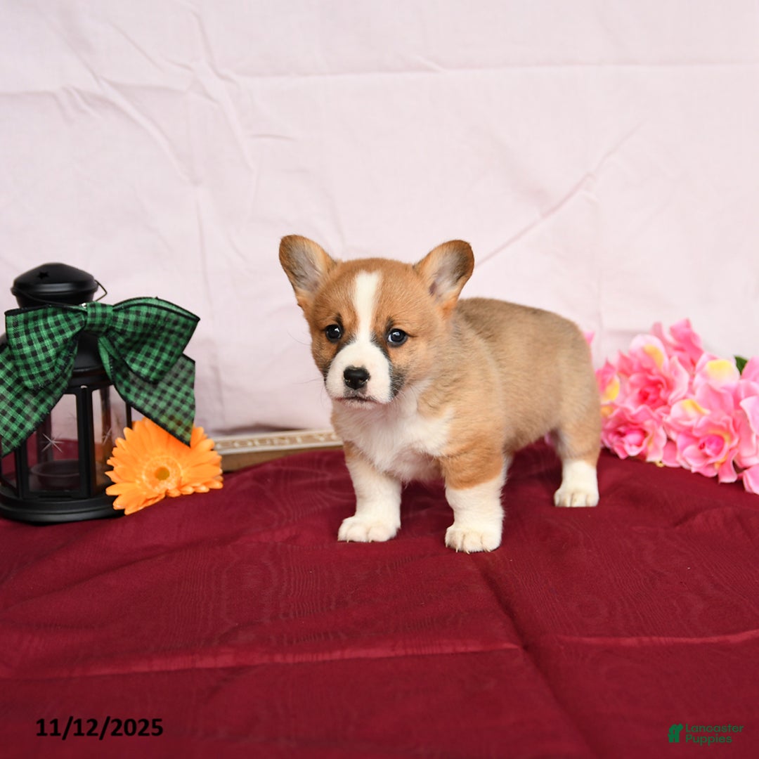 Welsh Corgi Pembroke dogs for sale: Oscar - Ad 2