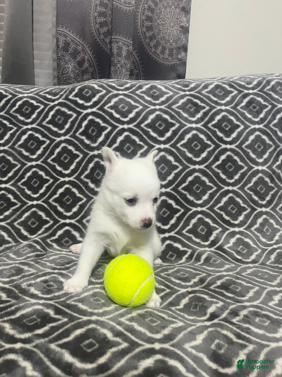 Pomsky dogs for sale: Suga  - Ad 2