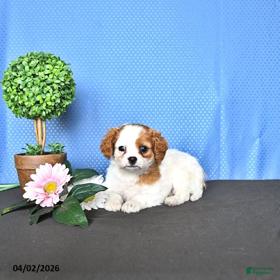 Cavapoo dogs Malia - Ad 1