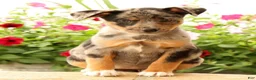 Miniature Australian Shepherd dogs for sale: Bea - Ad 6