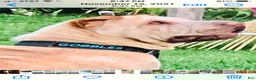 Shar Pei dogs for sale: Shar Pei Puppy 6 - Ad 13